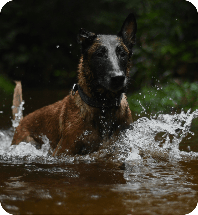 Detection dogs