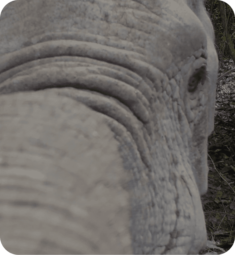 Long-term monitoring of wilderness