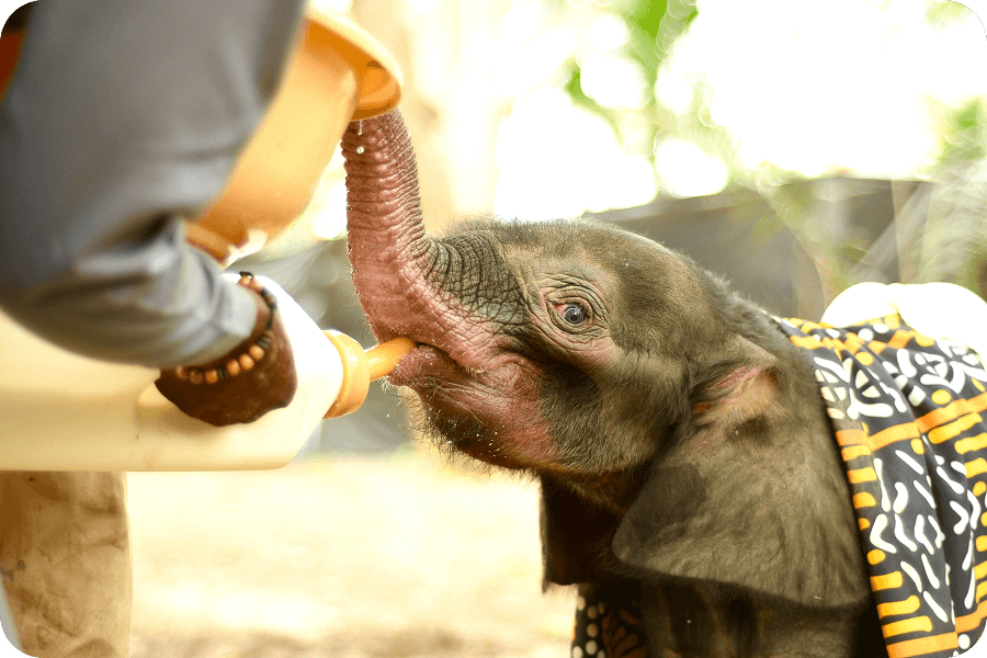 Záchrana sirotka slona pralesního v Kongu
