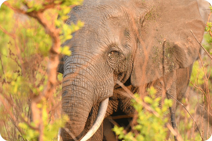 Objevujeme dvojici izolovaných samců slonů pralesních