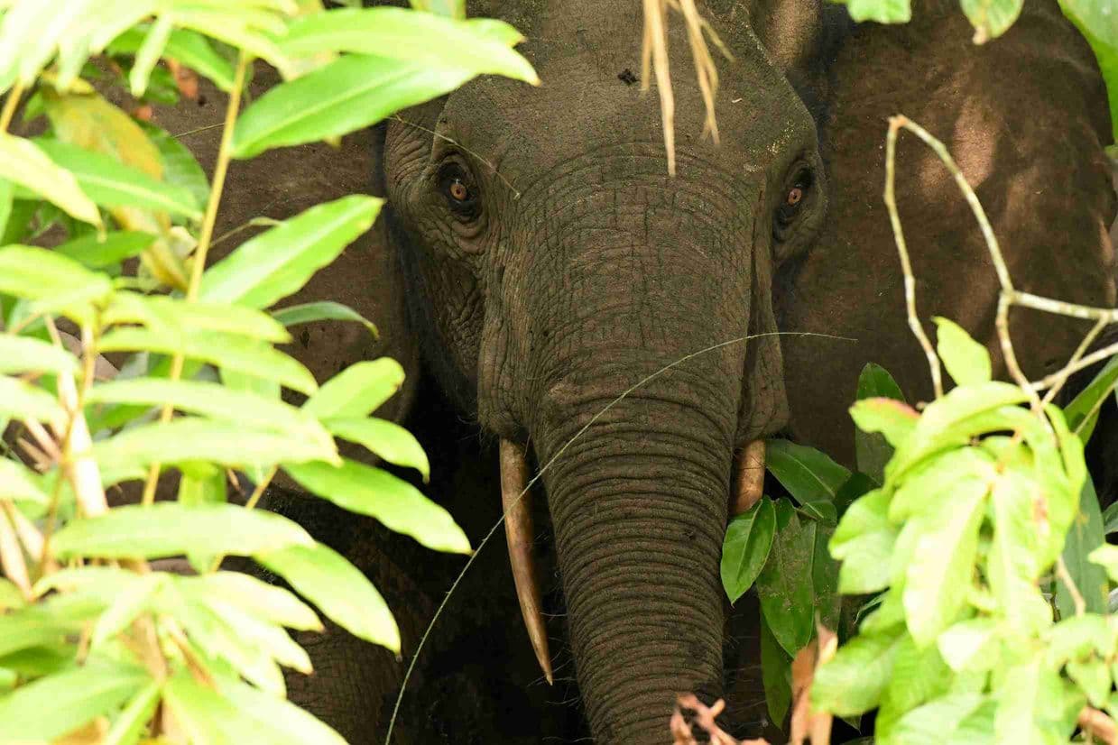 Dokumentujeme masakr v Čadu