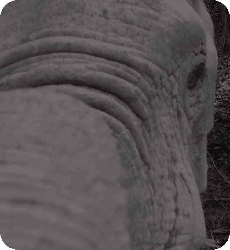 Dlouhodobý monitoring divočiny