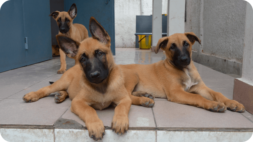 Narození prvního vrhu štěňat