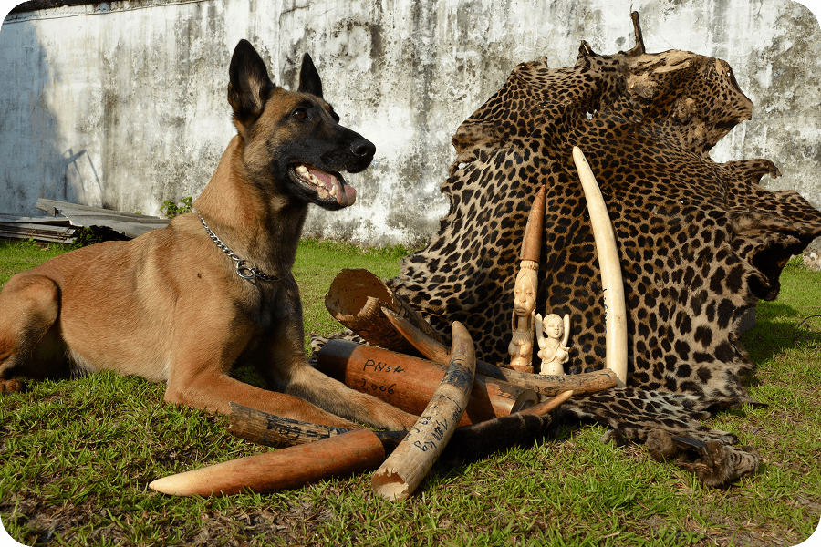 Počátek terénních misí české fenky Cama