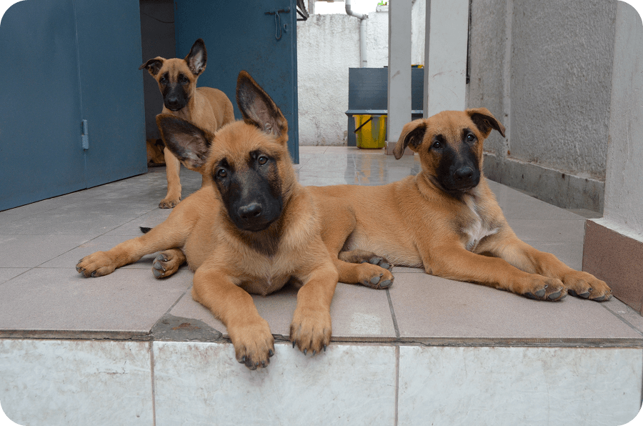 Narození prvního vrhu štěňat