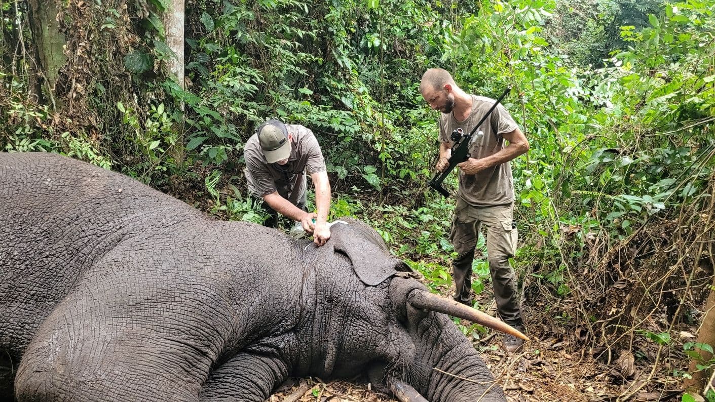 Zachránili jsme slona