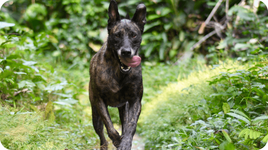 Obě větve psího projektu jsme předali do rukou místních partnerů