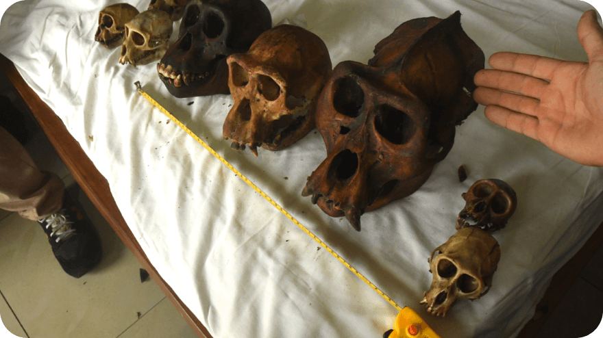 Rozkryli jsme ilegální aktivity překupníka s lebkami goril a šimpanzů