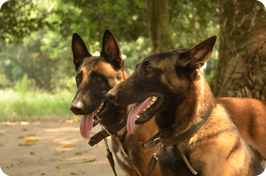 Arthurův návrat do Konga-Brazzaville s psovodkyní Hanou Böhme