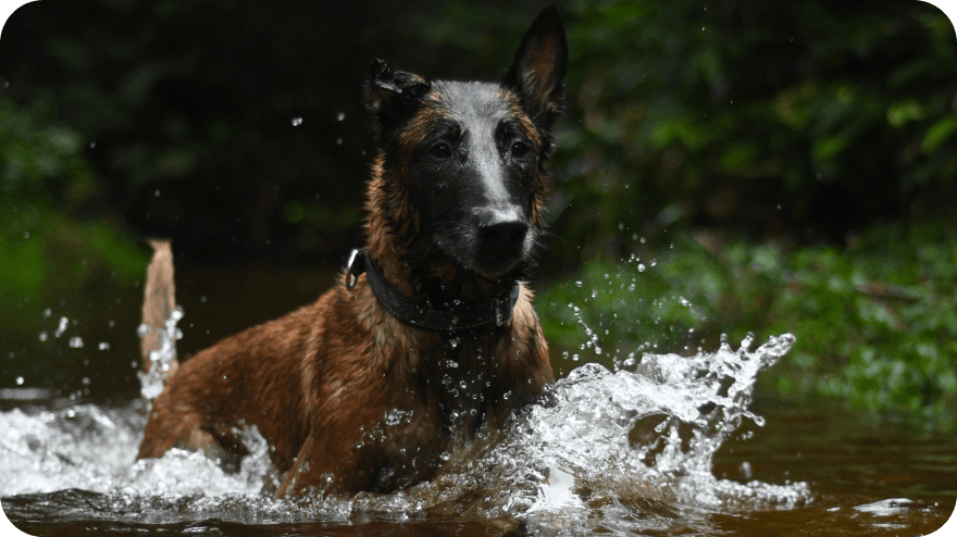 Umírají detekční psi Titan a Shon