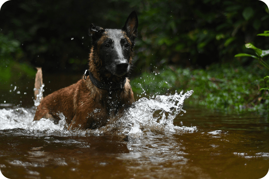 Umírají detekční psi Titan a Shon