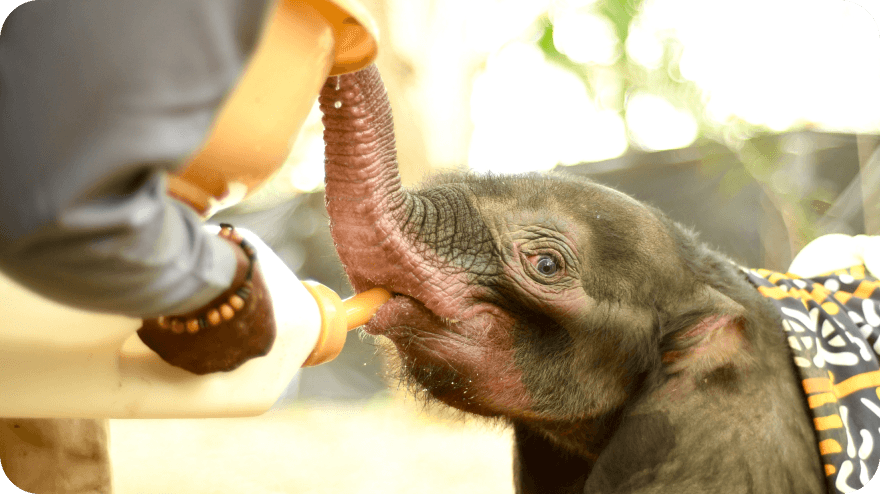 Záchrana sirotka slona pralesního v Kongu