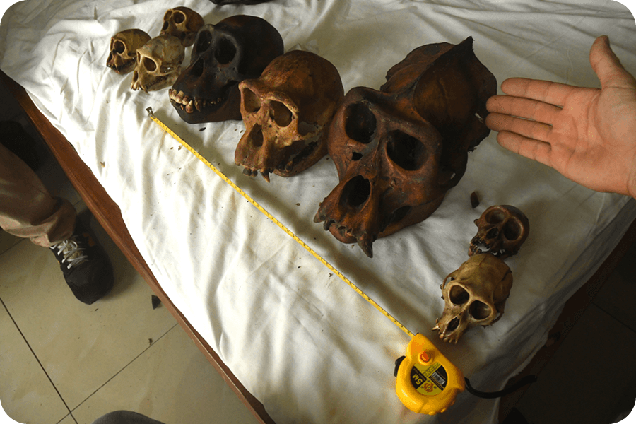 Rozkryli jsme ilegální aktivity překupníka s lebkami goril a šimpanzů