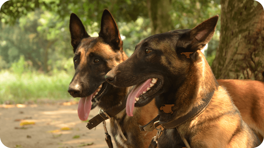 Arthurův návrat do Konga-Brazzaville s psovodkyní Hanou Böhme