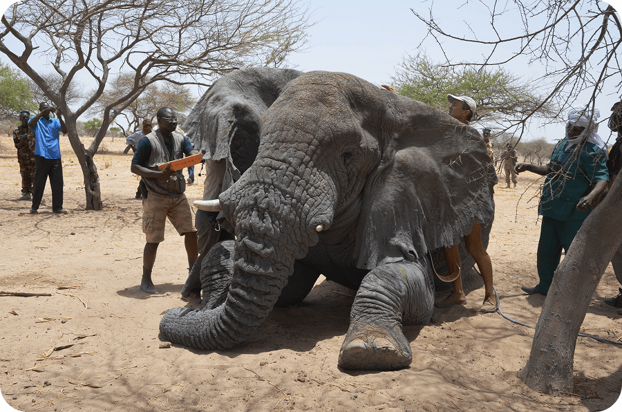Monitorování a obojkování savanových slonů
