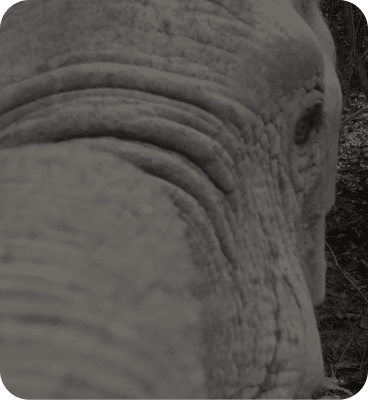 Dlouhodobý monitoring divočiny