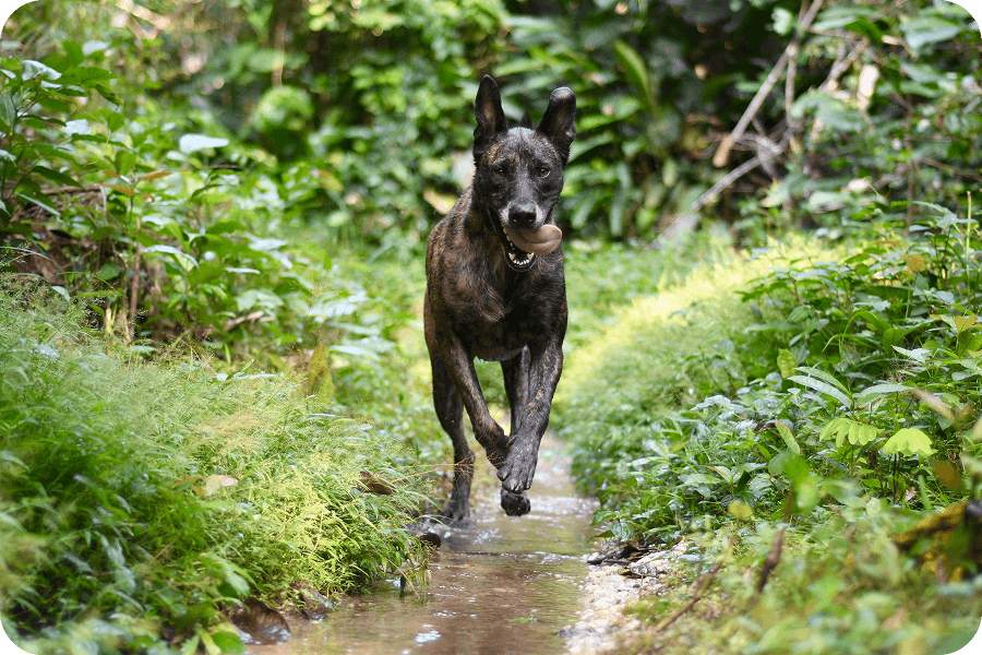 Obě větve psího projektu jsme předali do rukou místních partnerů