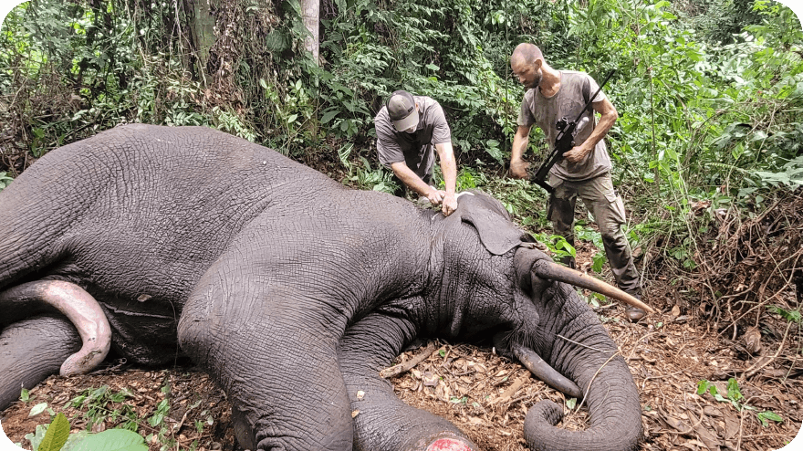 Terénní ošetření dospělého samce slona pralesního