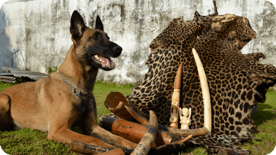 Počátek terénních misí české fenky Cama