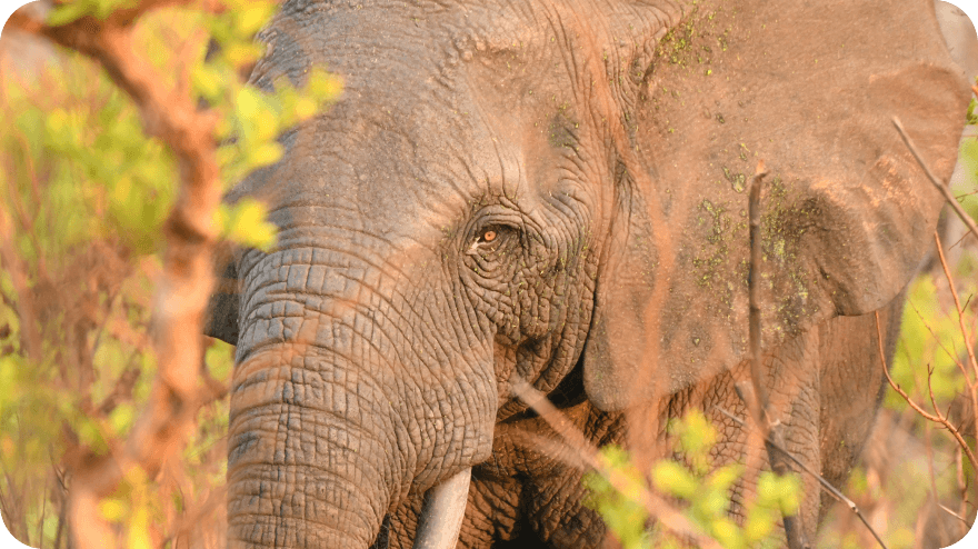 Objevujeme dvojici izolovaných samců slonů pralesních